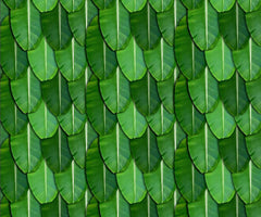 Tropical Banana Leaf Layered Mat backdrop